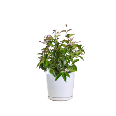 Star Jasmine - Image 2